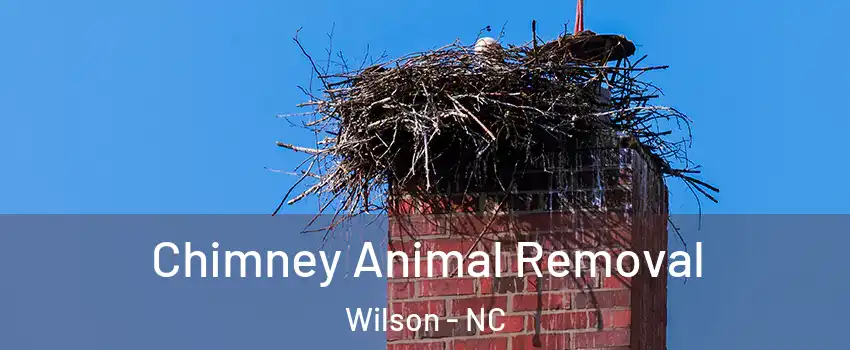 Chimney Animal Removal Wilson - NC