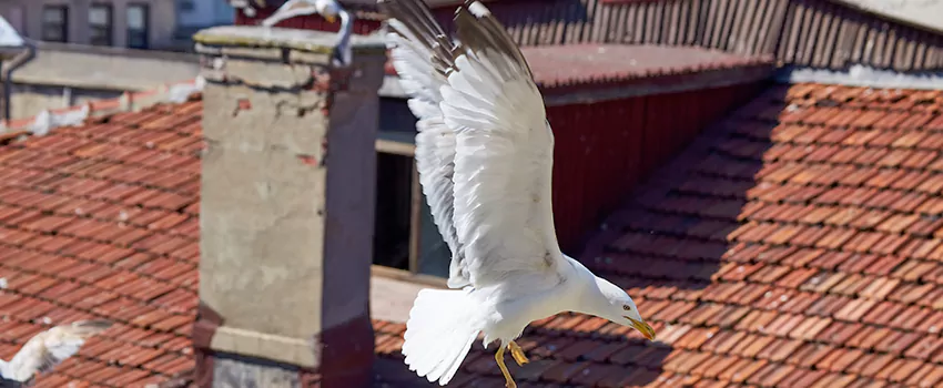 Residential Chimney Animal Removal Solution in Wilson, NC