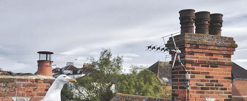 Chimney Cleaning And Restoration in Wilson, North Carolina
